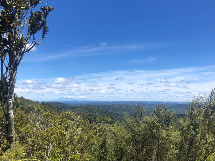 Greg's Timber Trail/Mountains to Sea