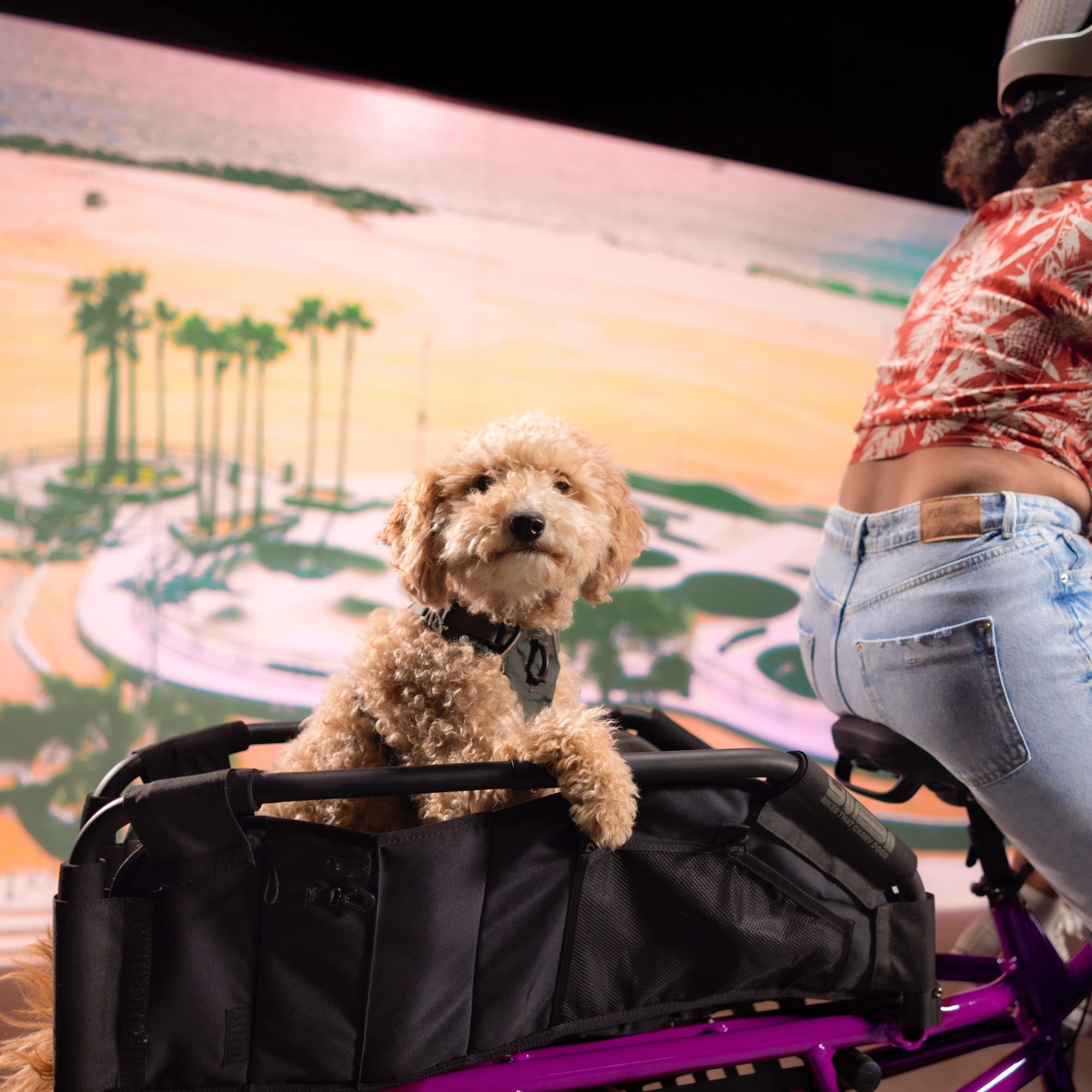 Yuba Woof Top-Yuba-Bicycle Junction